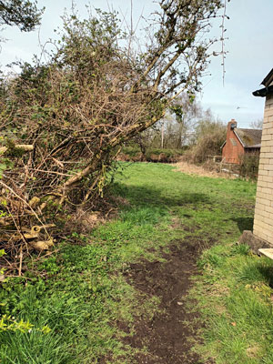 honeysuckle archway